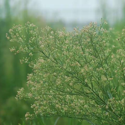 洞头野生草本植物-小蓬草