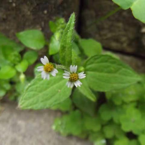 洞头野生草本植物-牛膝菊