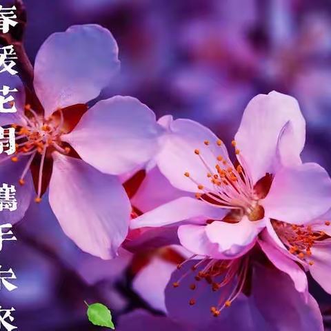 有你真好——春暖花开，携手奔赴未来！