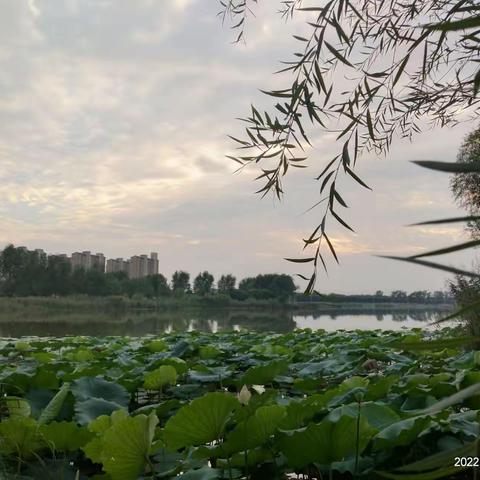 书中有美人，也有气人 • 雁鸣湖畔，野叟之舞（9）