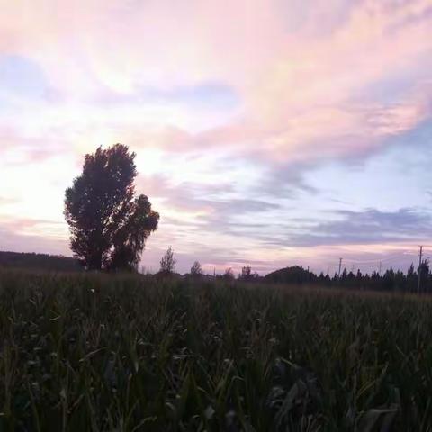 秋有佳肴与君尝 • 雁鸣湖畔，野叟曝言(3)