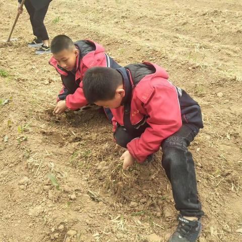 【劳动砺心志 实践促成长】——秋阳小学四一班学生蔬菜种植实践活动