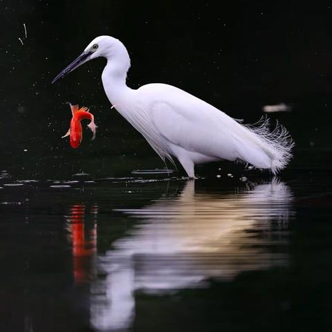 深山的美篇白鹭，如同一位迷人的仙子。