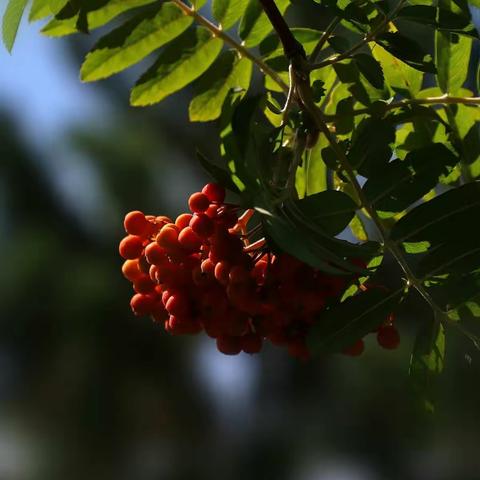 美在秋天  .《花楸》果红