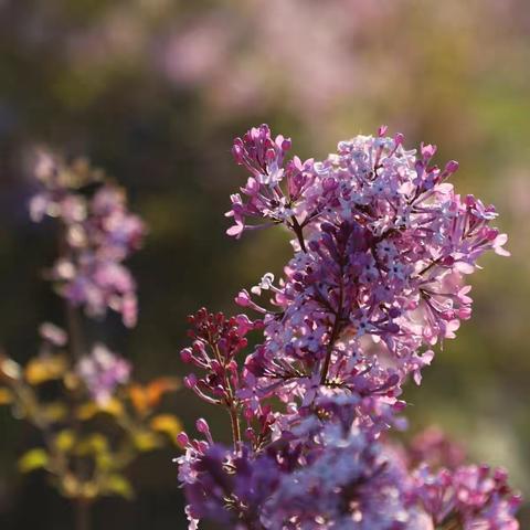 姹紫嫣红《丁香花开》