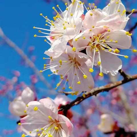 《芬芳》手机拍摄影集