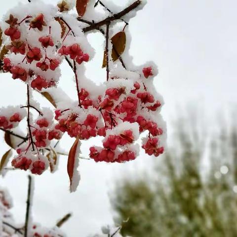 《雪里红》手机拍摄影集