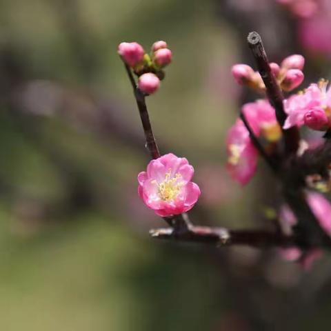 立夏芳菲《榆叶梅》