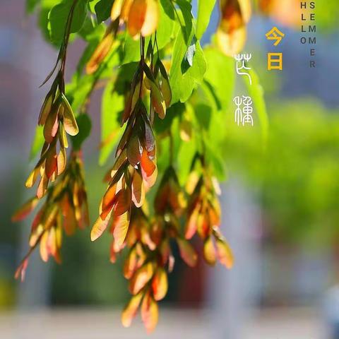 关公刀树《建始槭》