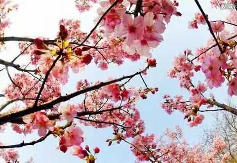 一花独放不是春，百花齐放春满园——临沂马厂湖小学4月份教学记实