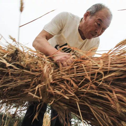 收麦子的人......
