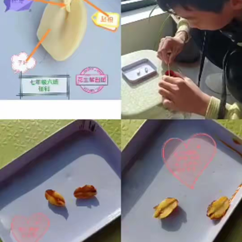 “探万物之理，感千变万化，悟生命之美”走进科学看世界 ——记初中部理综组综合实践活动