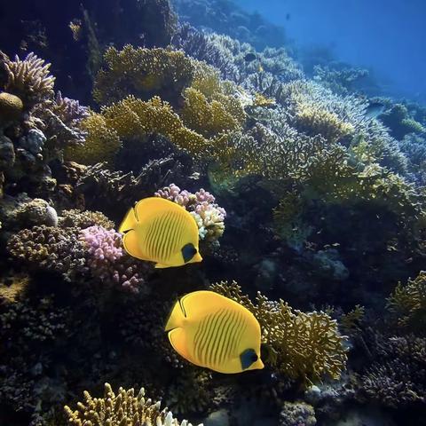 《彩泥——海底世界》