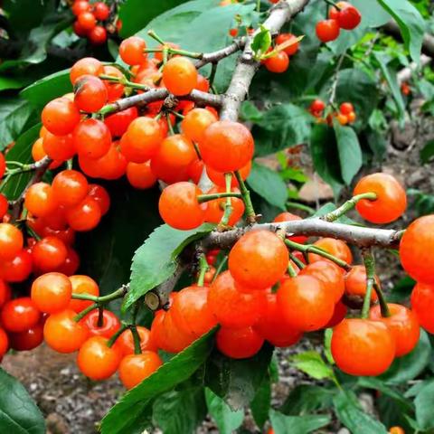 樱桃时节采风纪实