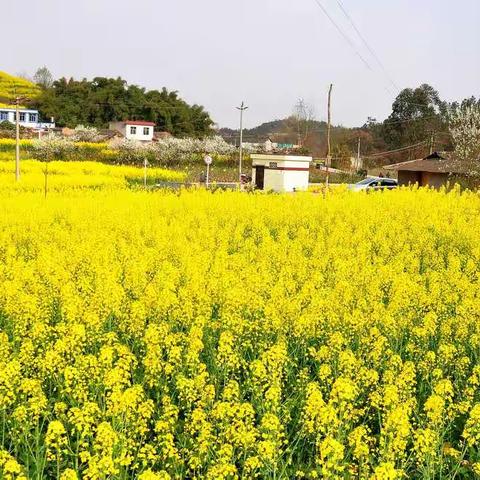 动感秀山水，动情乡村风，动心农家乐……