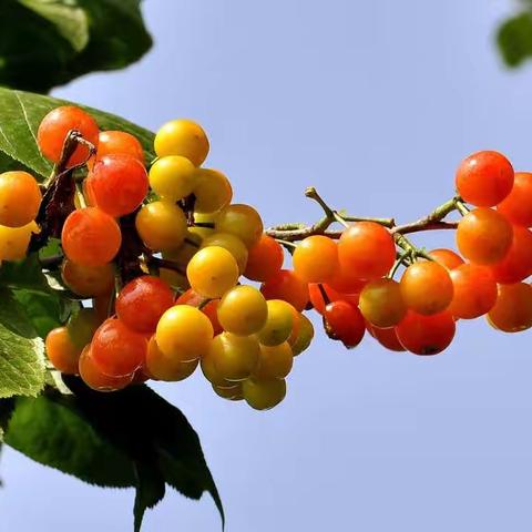 一般春色有枯荣，十树樱桃九树生。拾得青梅如弹子，护花铃下打流莺。