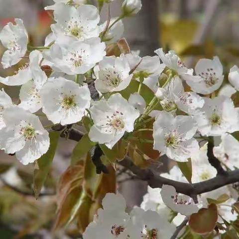 成都大林二月赏梨花自驾游