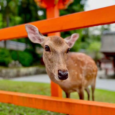 【旅程重启｜霓虹】Day7：去奈良被🦌打劫