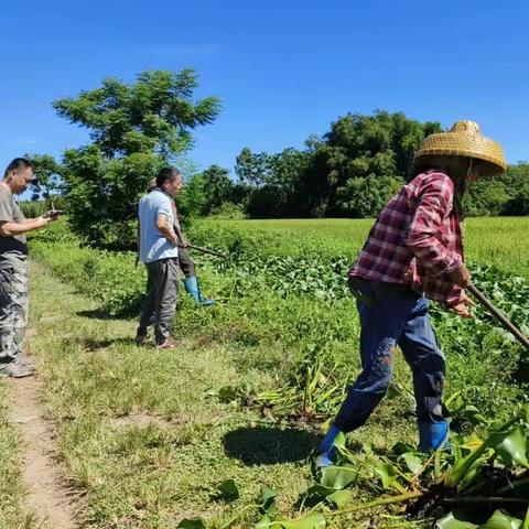 清理水浮莲，净化水环境--多文镇开展常态化清理水浮莲行动