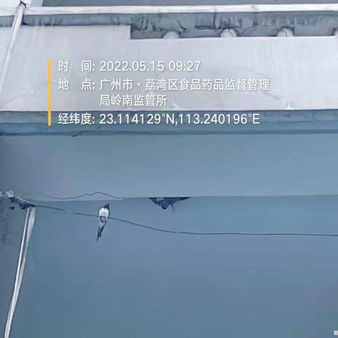 燕燕于飞 ——记一次观察记录燕巢活动