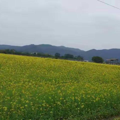 朱村初遇蓝喉歌鸲