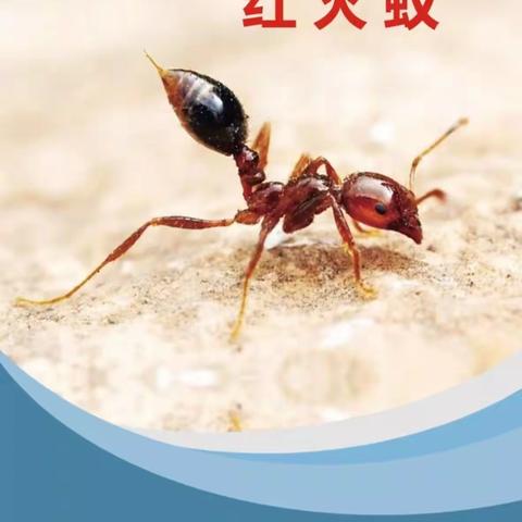 【融创分园】红火蚁防范科普小知识