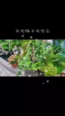 我的院子我的花