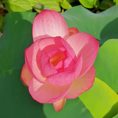 弟弟戴着眼镜看两位漂亮姐姐在毕业典礼上跳舞表演。