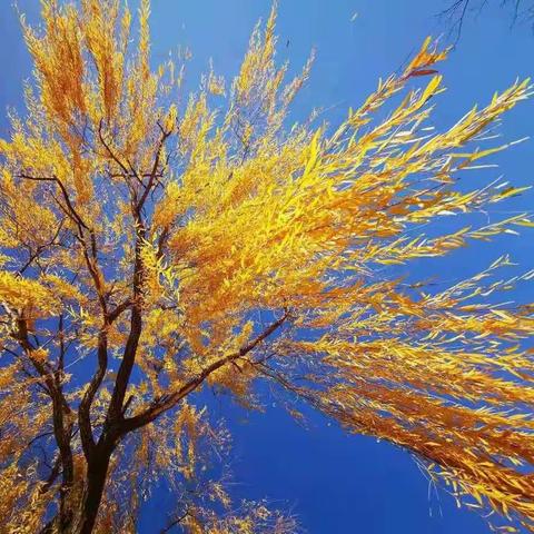 “虚实结合”学写作——七年级文学素养课堂