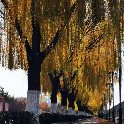 二十年后回故乡——七年级文学素养   张盛楠