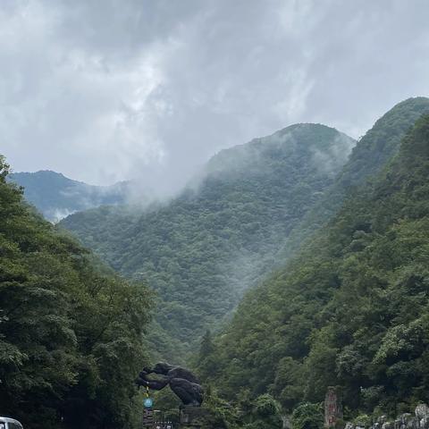 夏日植物萌友——我的神农架植物探秘之旅