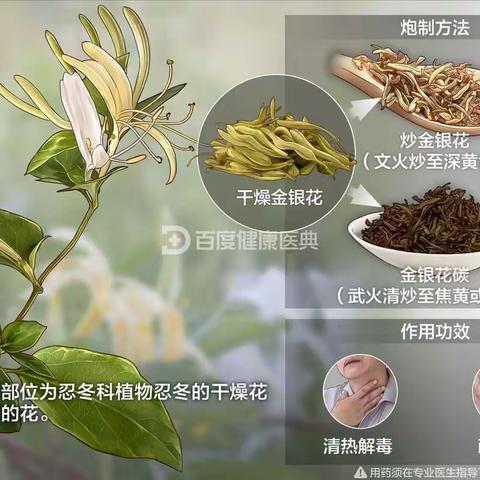 清热解毒的中药—金银花