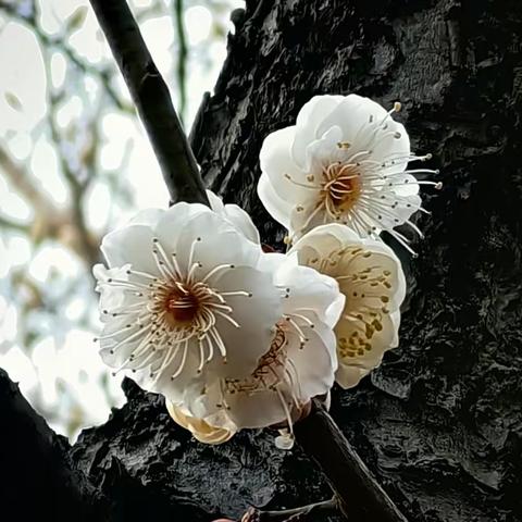 雨花台梅岗赏梅