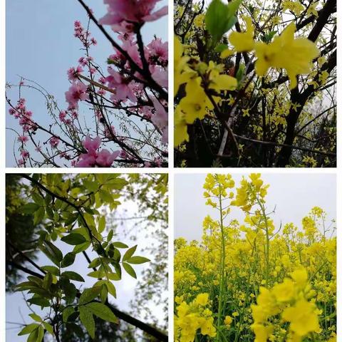 正是一年好风景，花开时节劝学忙     ——岞岖镇中心小学线上教学回访掠影