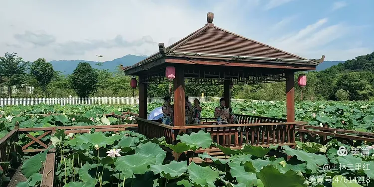 小叶罗汉松树图片
