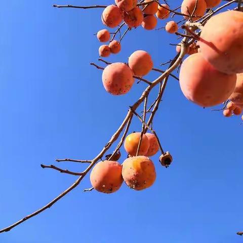 2019学前教育年会《课程•资源•游戏》分享（一）