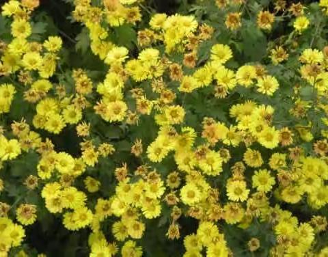 你 是 荆 楚 大 地 盛 开 的 花 ---记与张春霞老师的三次相遇