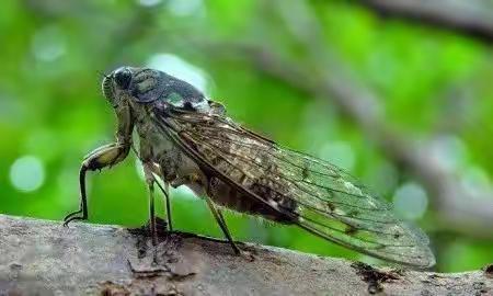 如梦令        寒蝉——8.18凌晨