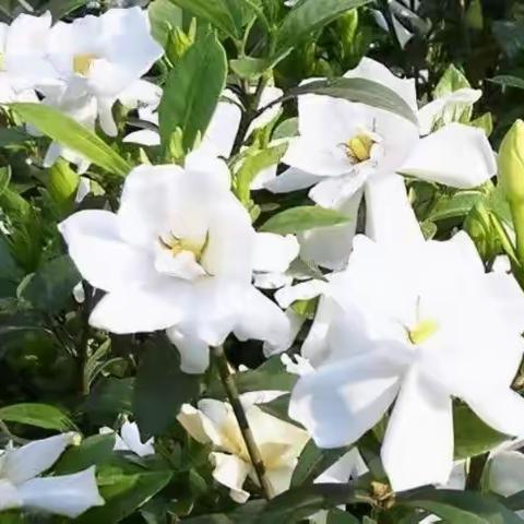 努力的你们，真好！———致即将中考的孩子们