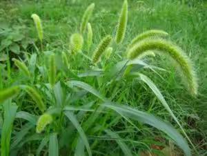 【中吕•朝天子】 墙头草