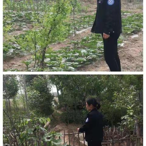 寻找美丽毒花网格大行动