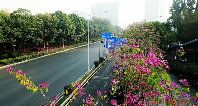 深圳的花卉