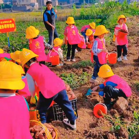 乐享丰收一﹣北京红缨Yojo红太阳幼儿园小彩虹班户外研学活动《挖番薯》