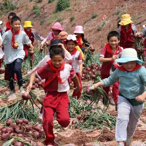 热河谷韵桑梓园，秋种冬长春收乐——张所小学劳动教育实践基地洋葱喜获丰收