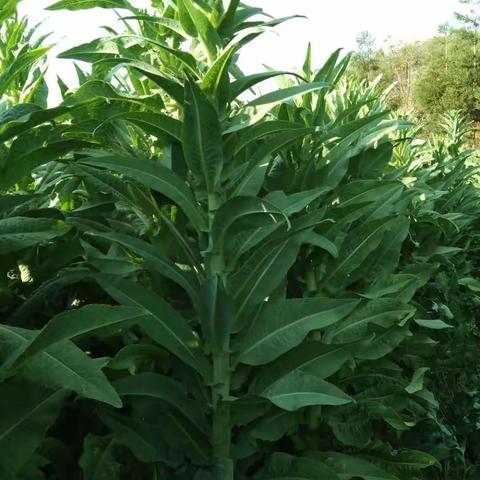 热水镇花鱼村贡菜收割时节