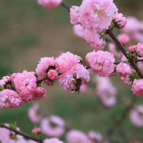 晨诵，与黎明共舞―――冯小晨诵工作总结