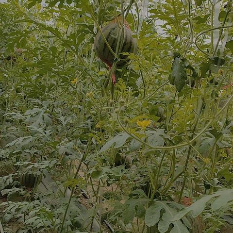 林源感统亲子采摘活动