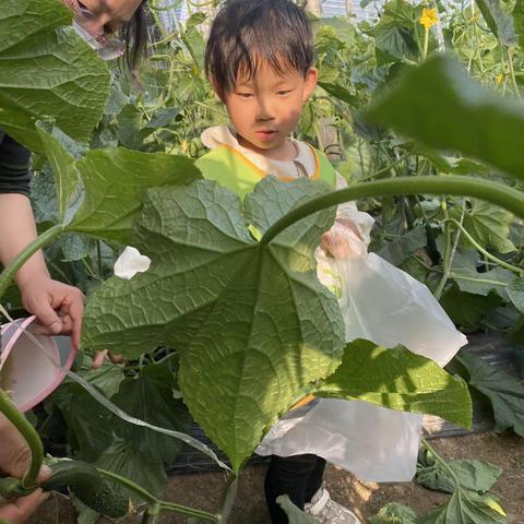 林源感统亲子户外采摘合集