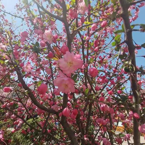 与“桃”相约伴成长——靳塘幼儿园大一班课程故事