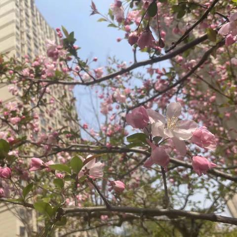 春季绿化养护忙，不负美丽好春光